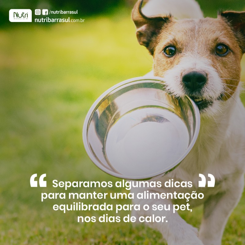 SEPARAMOS ALGUMAS DICAS PARA MANTER UMA ALIMENTAÇÃO EQUILIBRADA PARA O SEU PET, NOS DIAS DE CALOR.